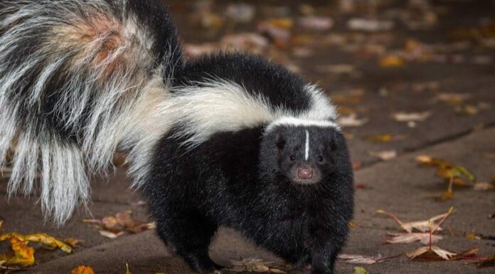 Skunks do not fully hibernate in the winter, instead they go into a state known as "torpor"