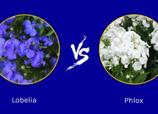 Lobelia vs Phlox: quali sono le loro differenze?

