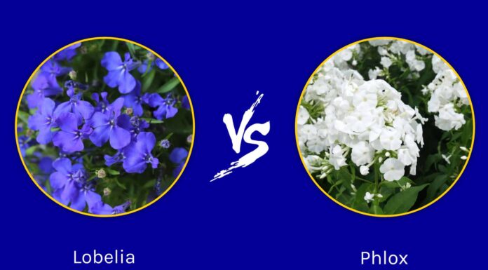 Lobelia vs Phlox: quali sono le loro differenze?
