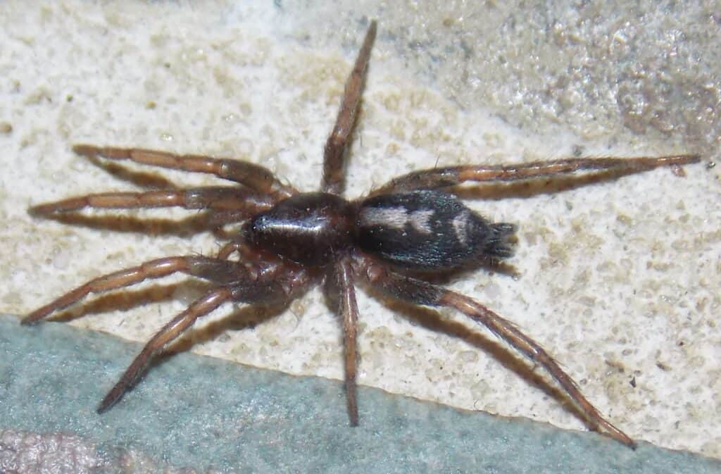 Il ragno parson orientale si trova comunemente nel Connecticut 