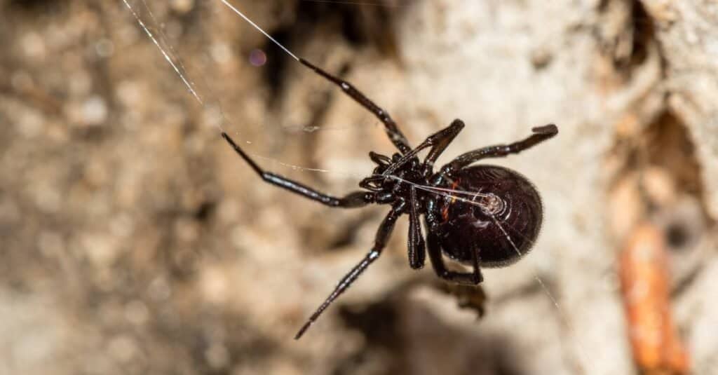 Bellissimo esempio di ragno False Widow.  Questa specie è anche pericolosa per l'uomo ma non in pericolo di vita come nel caso della vedova nera o del ragno pulsante nero.