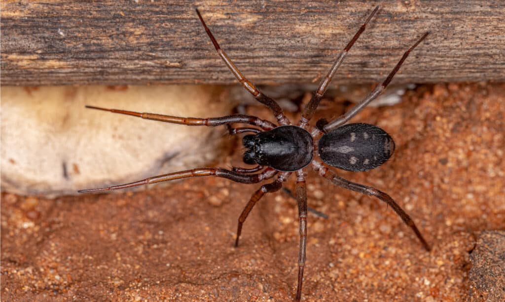 Ragno del sacco mimico della formica dal palpo lungo