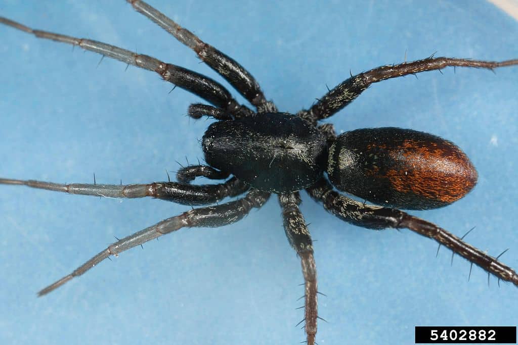Mimica della formica a macchie rosse - Ragni neri in Florida