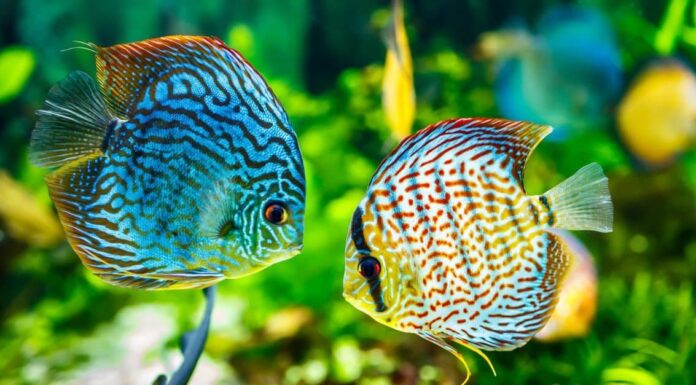 Discus
