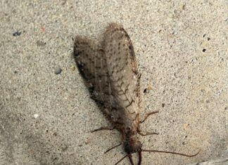 Dobsonfly
