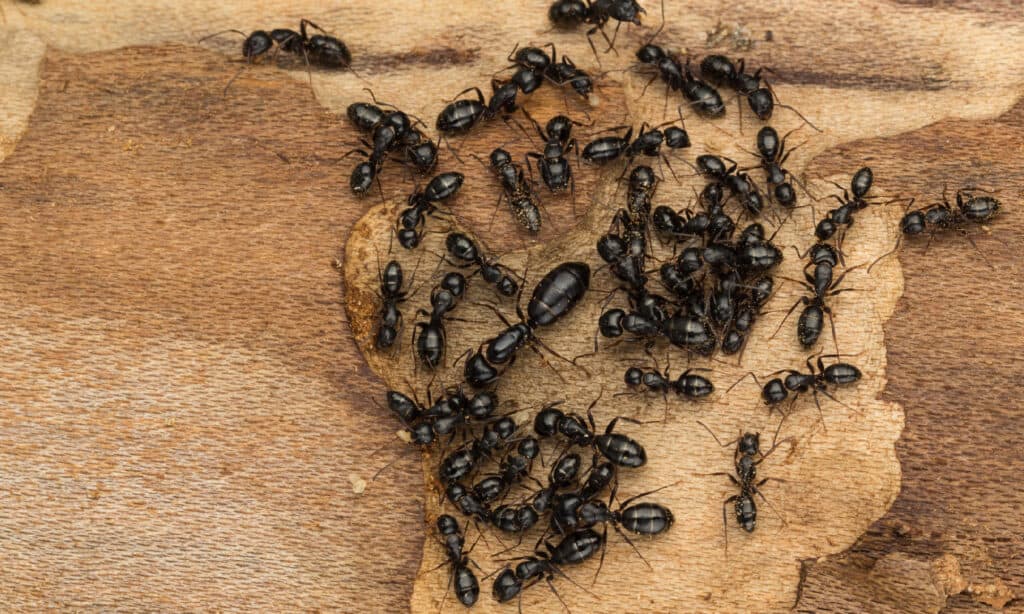 Le formiche carpentiere nere sono la specie più grande negli Stati Uniti
