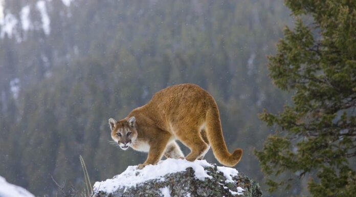 Are Mountain Lions Endangered