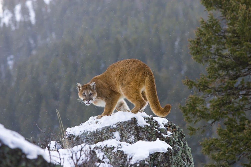 I gatti più forti sono Cougar