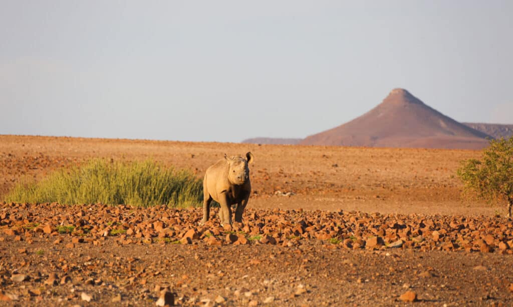 Rinoceronte del deserto
