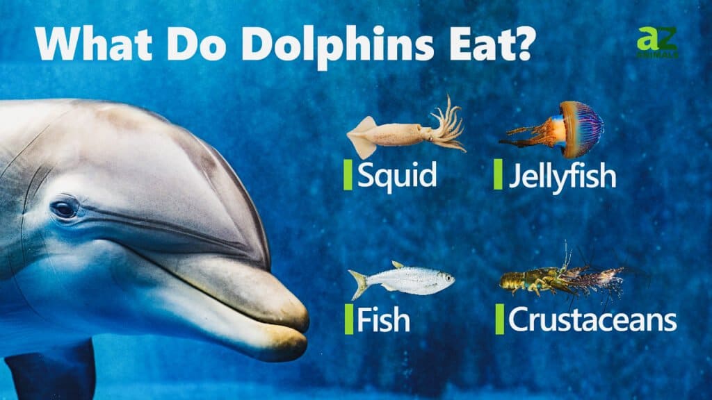 Cosa mangiano i delfini
