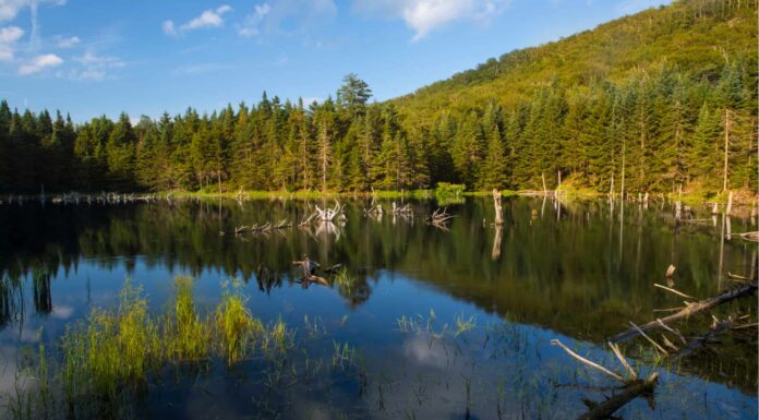 I 5 posti migliori dove campeggiare nel Vermont quest'estate
