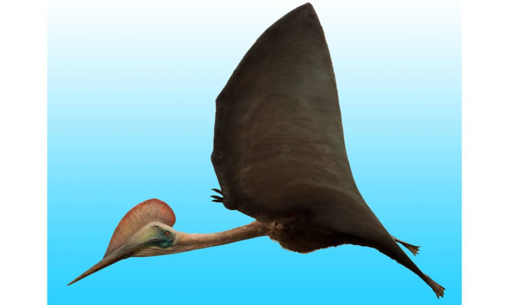 Immagine del predatore volante Hatzegopteryx nel rendering 3D