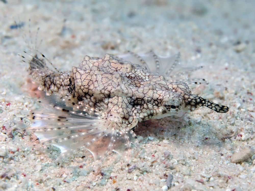 Baby dragonfish sul fondo dell'oceano