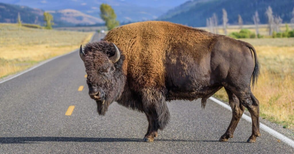 Bisonte americano in mezzo alla strada