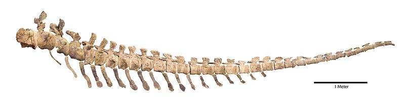 Coda di Dreadnoughtus