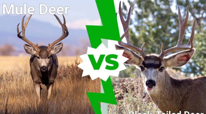 Mule Deer vs Blacktailed Deer: quali sono le differenze?
