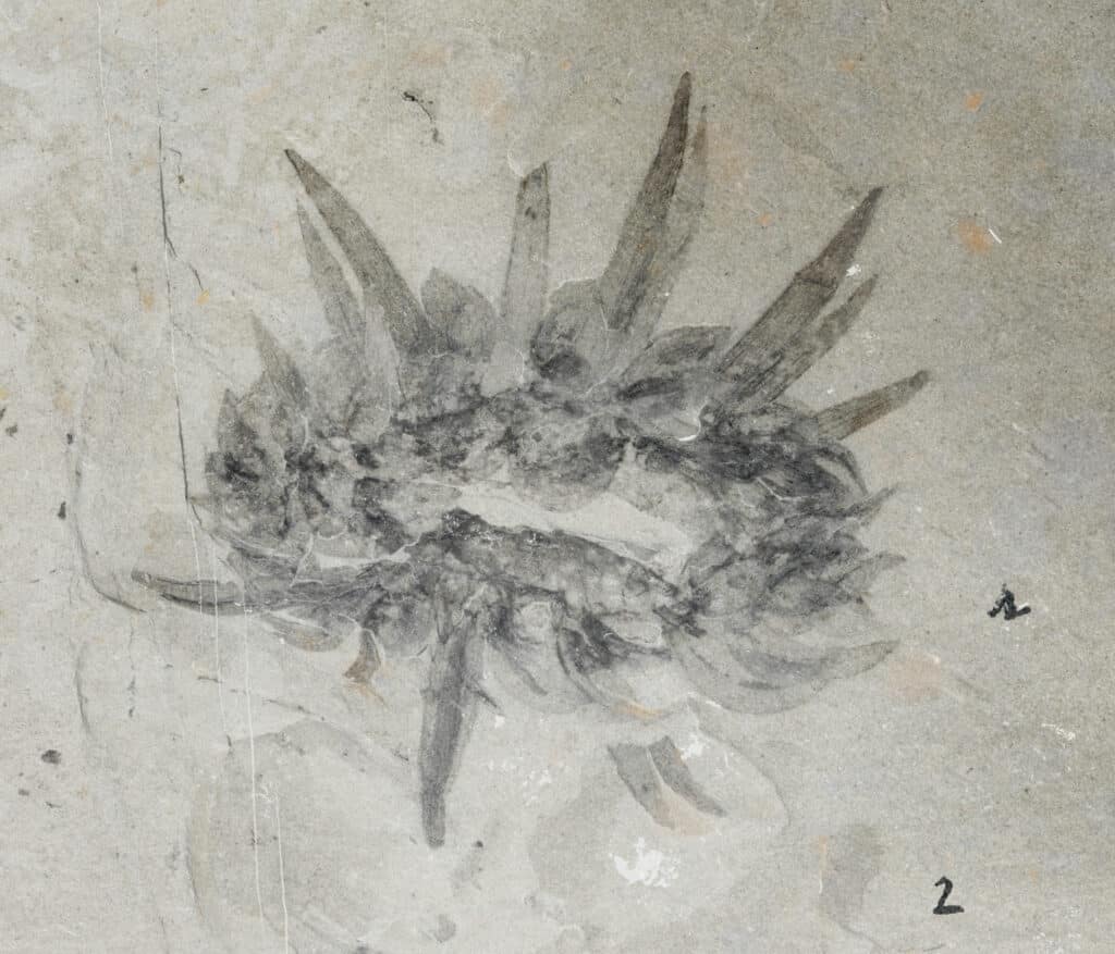 Resti fossili di Wiwaxia dal Burgess Shale.