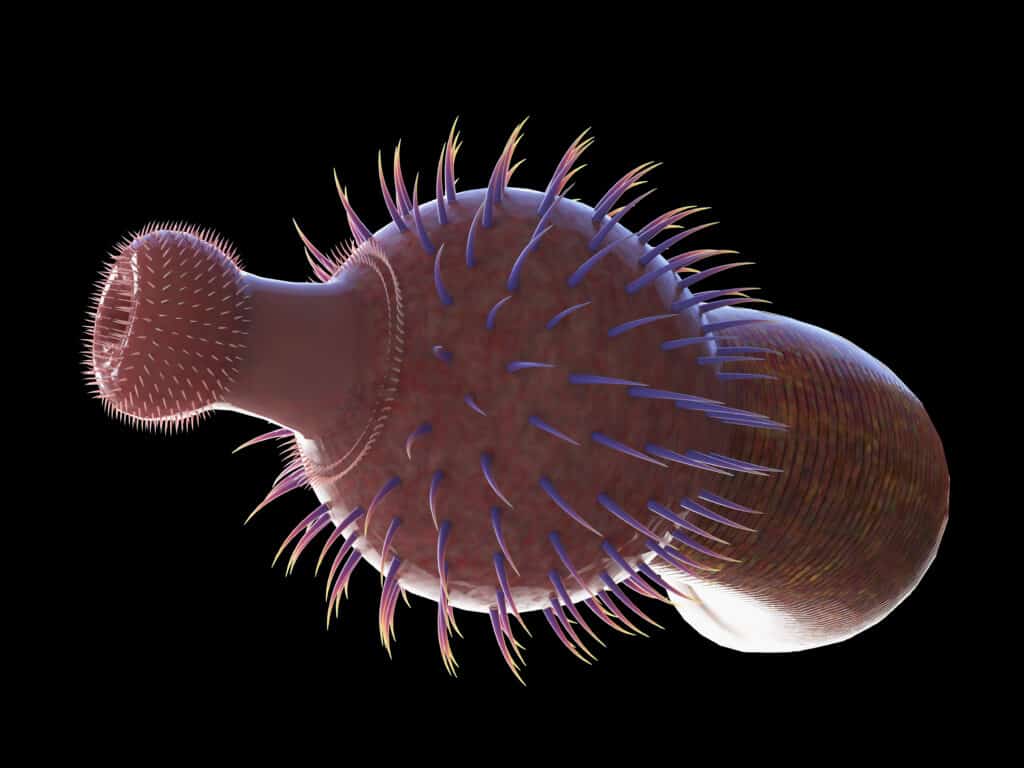 Rappresentazione scientifica 3d di creature del periodo Cambriano