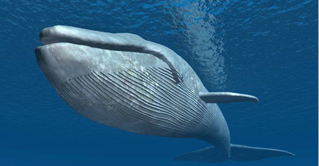 Cosa mangiano le balene blu