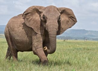 7 animali più grandi di un elefante africano
