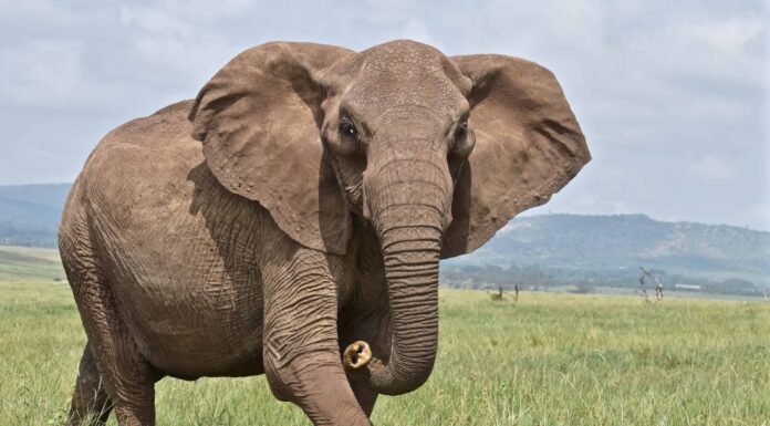 7 animali più grandi di un elefante africano

