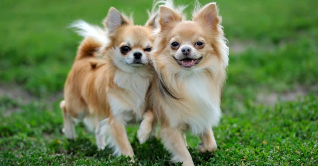 Due cani Longhair Apple Head Chihuahua che giocano nell'erba verde estiva.