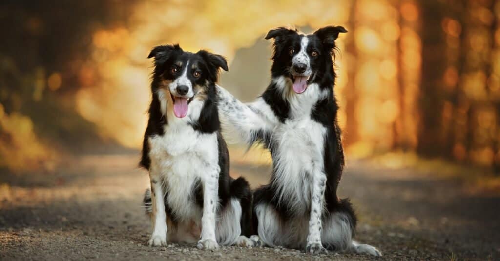 Cani da ricerca e soccorso - Border Collie