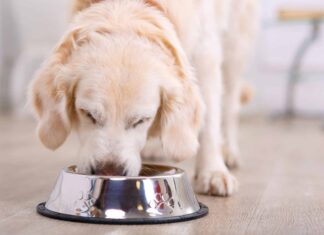 Regole di alimentazione del cane per taglia, età e peso
