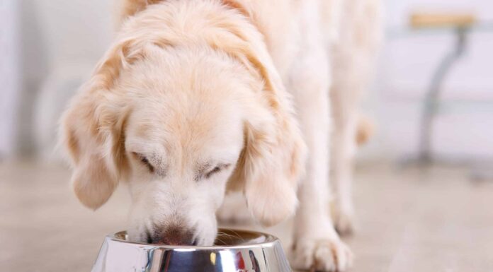 Regole di alimentazione del cane per taglia, età e peso
