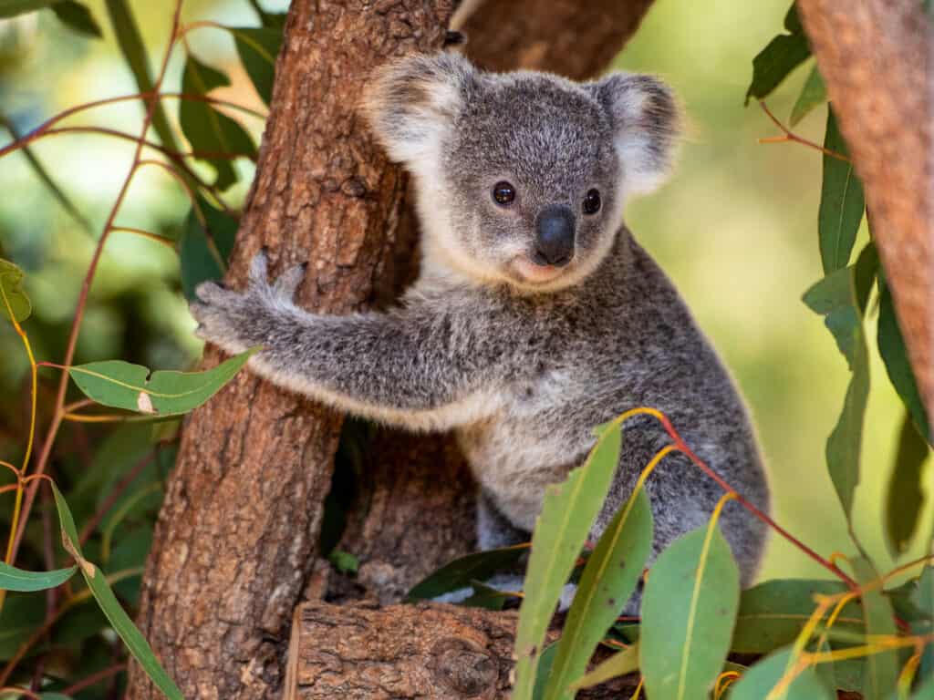 i koala hanno impronte digitali identiche a quelle umane, i koala