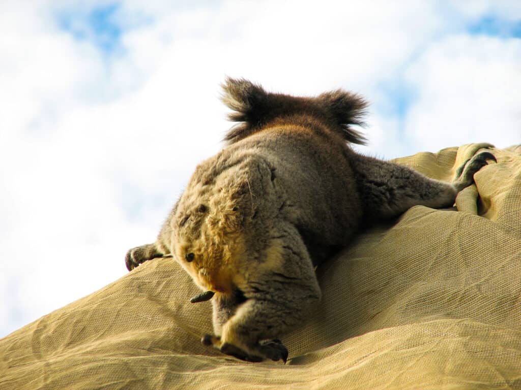 Koala, feci, sterco animale, Australia, immagine a colori