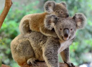 Koala Poop: tutto ciò che avresti sempre voluto sapere
