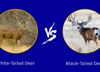 Cervo dalla coda bianca vs cervo dalla coda nera: quali sono le differenze?
