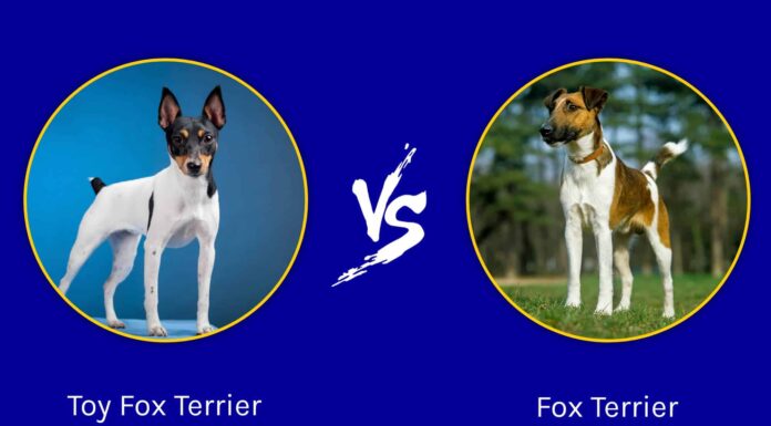 Toy Fox Terrier vs Fox Terrier: quali sono le differenze?
