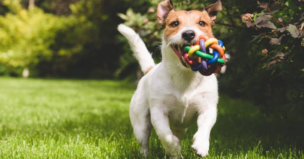 Jack Russell Terrier che gioca con la palla variopinta