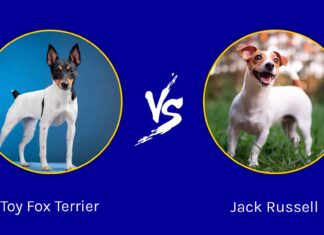 Toy Fox Terrier vs Jack Russell: quali sono le differenze?
