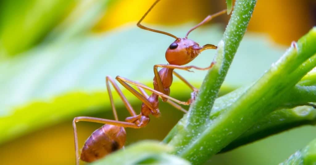 Fatti sugli animali: formiche di fuoco operaie
