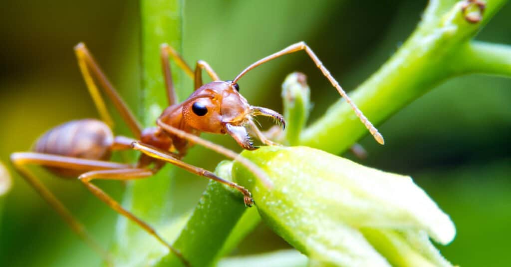 10 animali che accumulano - formica di fuoco