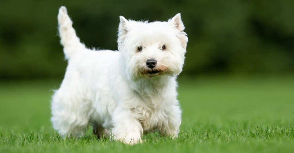 West Highland White Terrier in piedi fuori in erba