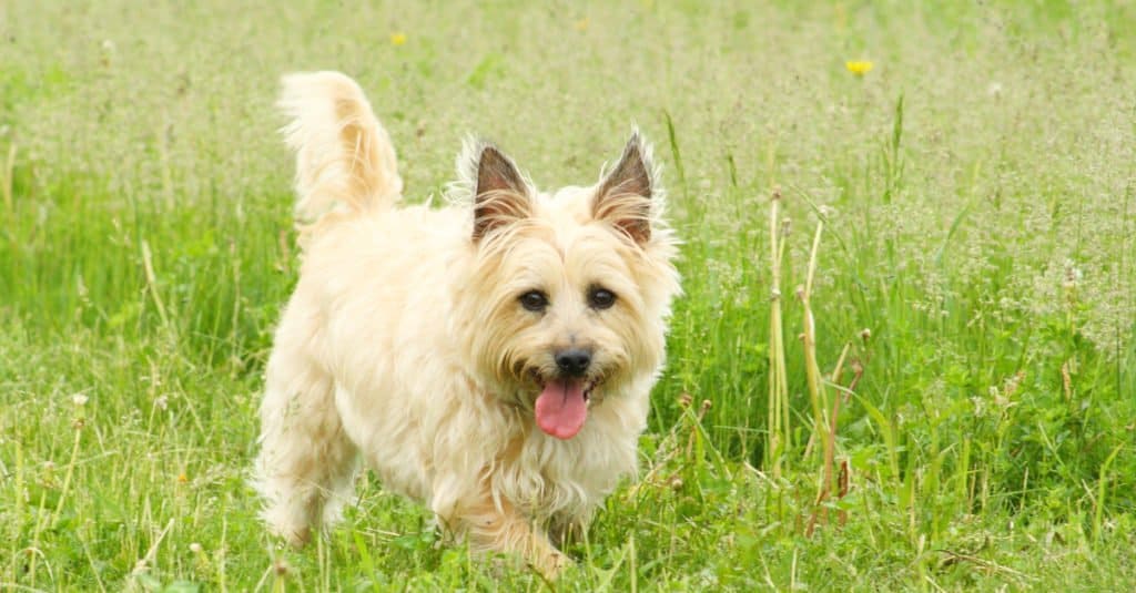 Cairn Terrier in piedi nell'erba