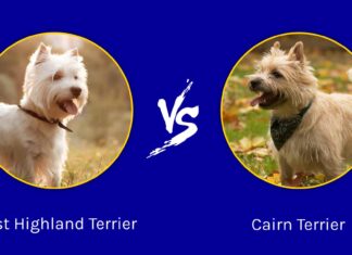 West Highland Terrier vs Cairn Terrier: qual è la differenza?

