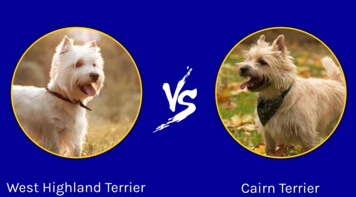 West Highland Terrier vs Cairn Terrier: qual è la differenza?
