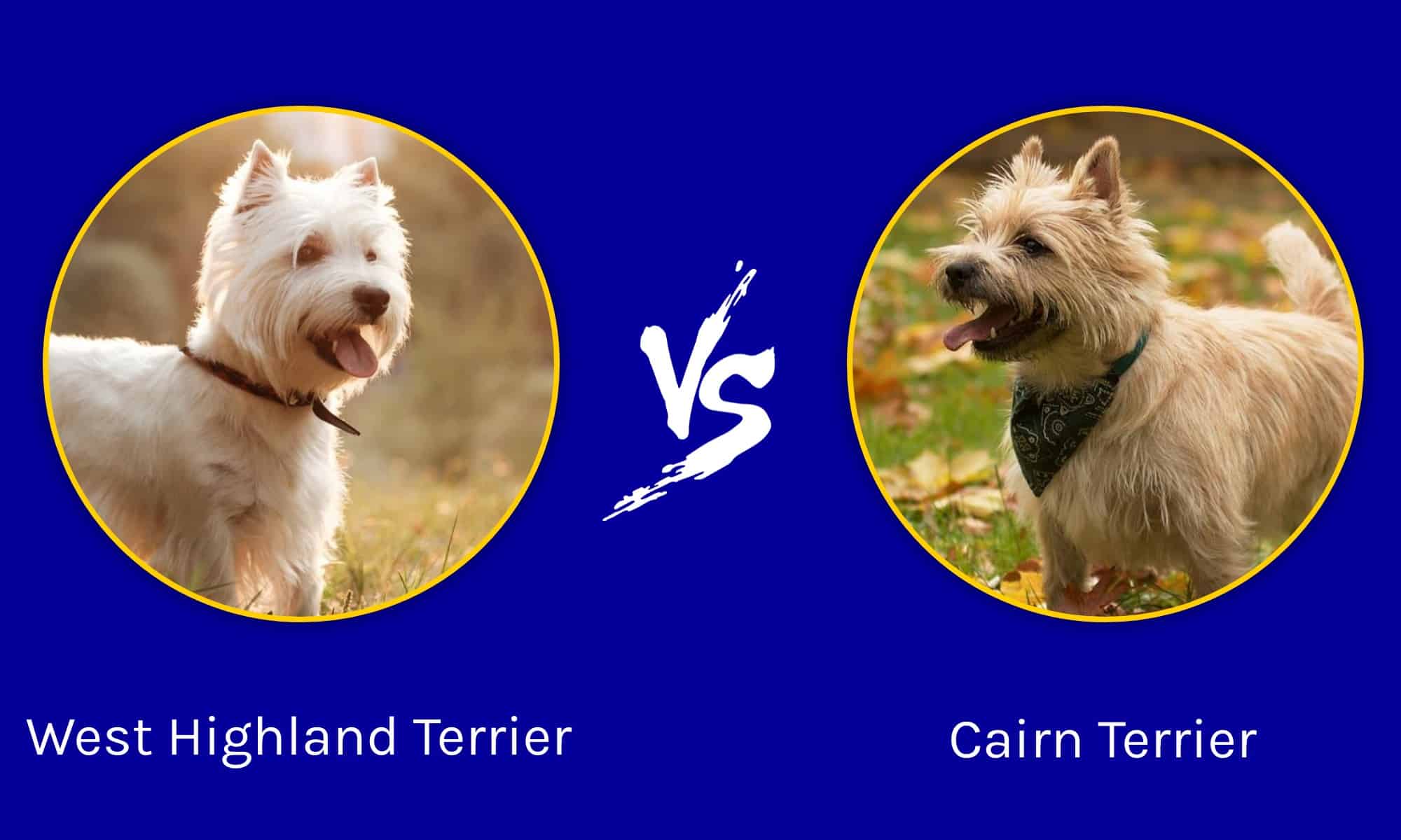 West Highland Terrier vs Cairn Terrier: qual è la differenza?