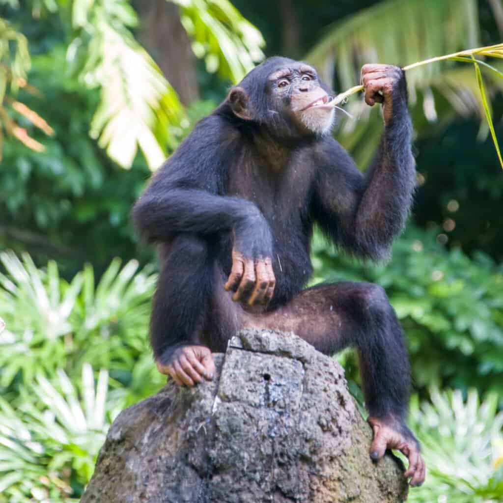 Cosa mangiano gli scimpanzé - scimpanzé che usa lo strumento