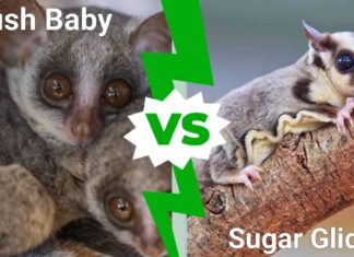Bush Baby vs Sugar Glider: 8 differenze importanti
