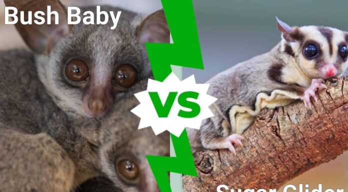 Bush Baby vs Sugar Glider: 8 differenze importanti
