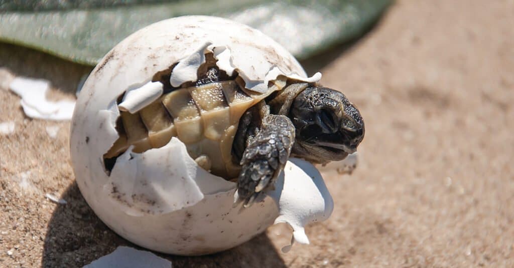 Baby tartaruga che esce dal suo guscio d'uovo