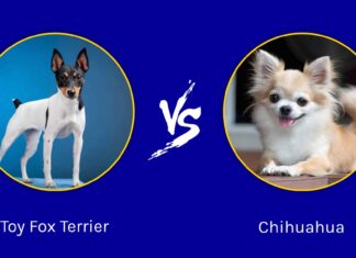 Toy Fox Terrier vs Chihuahua: quali sono le differenze?
