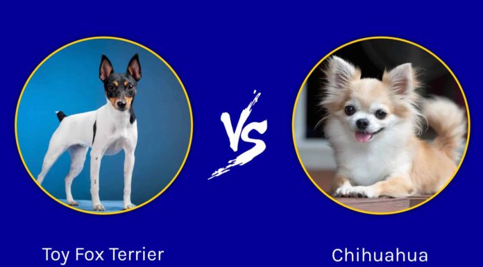 Toy Fox Terrier vs Chihuahua: quali sono le differenze?
