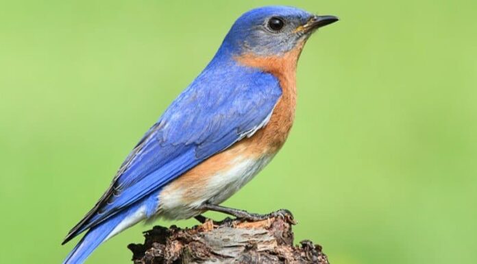 Bluebird orientale
